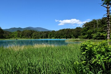 Idyllic summer landscape of Goshikinuma Ponds in Urabandai, Fukushima, Japan, featuring the vibrant turquoise blue water of a volcanic lake, framed by lush green reeds and forest against a clear sky