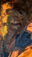 multicolored autumn leaves in shades of yellow and brown