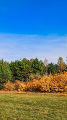 meadow against the background of forest and blue sky