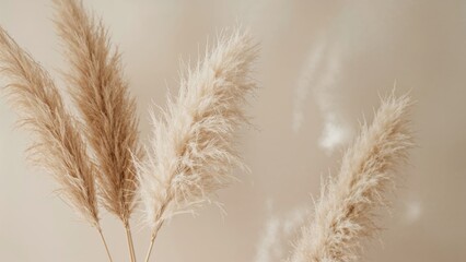 Dried pampas grass with fluffy plumes in neutral tones. Botanical decor, natural and minimalistic aesthetic. Interior design, home decoration concept.