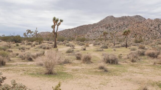 Joshua Tree National Park (pan right) near Twentynine Palms during a summer season in California, USA