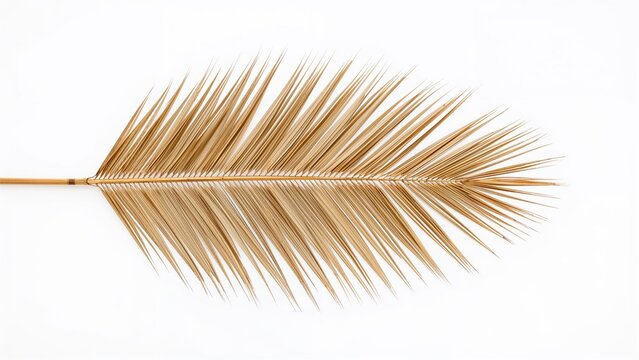 A dried palm leaf with feather-like fronds on a white background. Nature and plant element. Botanical and organic motif. The concept of natural decor or botanical design.