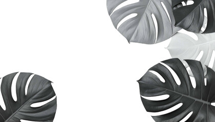 Monochrome image of split-leaf philodendron leaves framing a black space