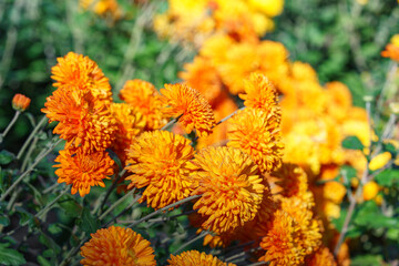 Close up, macro of beautiful orange yellow korean garden chrysanthemum flowers in full autumn bloom, in fall garden, creating bright seasonal floral background, wallpaper