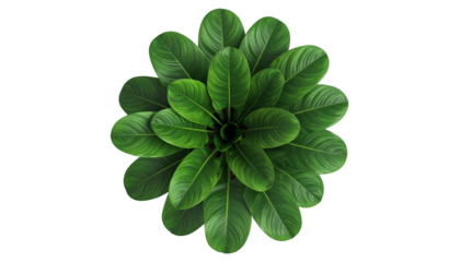 Overhead view of a lush, vibrant green plant with large, oval leaves on black