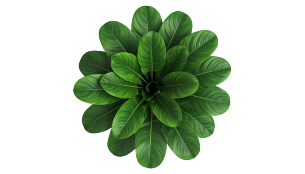 Overhead view of a lush, vibrant green plant with large, oval leaves on black