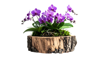 Vibrant purple orchids in a rustic wooden planter, isolated on black