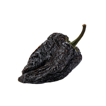 A single dried pasilla chili pepper isolated on transparent background, showing its dark, wrinkled surface and stem