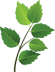 green leaves Fresh green leaves isolated on white background and Green leaf pattern illustration on dark background