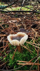 Mushroom growing in forest among pine needles and moss