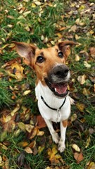Happy dog sitting on autumn leaves outdoors