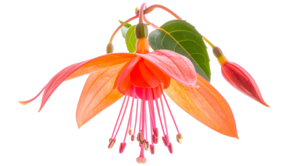 Vivid, hanging flower features layered petals of orange, pink and red, buds, and green leaves
