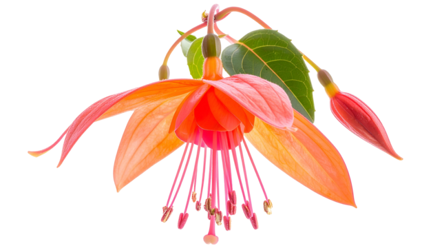 Vivid, hanging flower features layered petals of orange, pink and red, buds, and green leaves