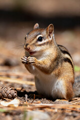 Obraz premium Cute chipmunk holding a pine cone, vibrant nature scene, wildlife photography