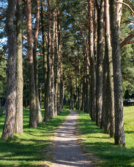 Forest path through a dense row of trees