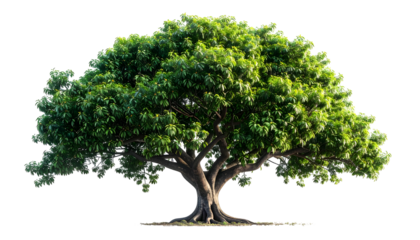 A lush, isolated tree, vibrant green foliage atop a thick trunk on a transparent background