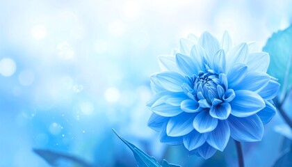 Obraz premium Beautiful Light Blue Dahlia Flower Closeup.