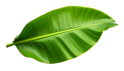 A vibrant, detailed, close-up shot of a large, glossy green tropical leaf on black