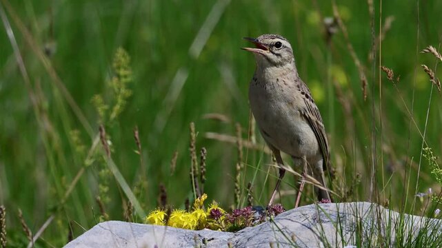 singing Tawny Pipit // singender Brachpieper (Anthus campestris) - Bosnia and Herzegovina