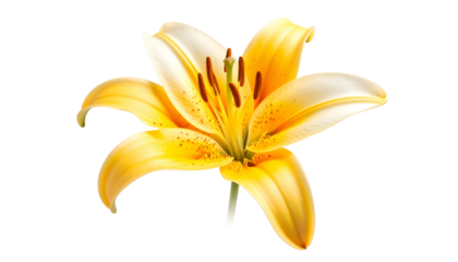Isolated close-up of a blooming yellow lily with details on a black background