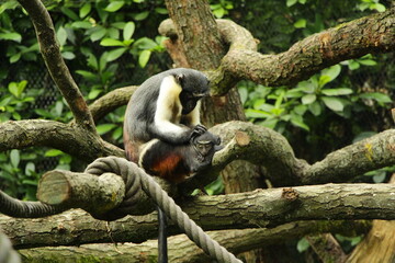 Animals