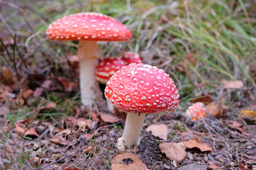 Red and white Fly Agaric 'fairy' mushroom growing amongst the leaves and moss in woodland.