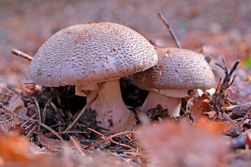 The Blusher mushroom, Amanita rubescens, growing in woodland.