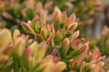 Golum Variegata, Red Horn Tree, succulent.