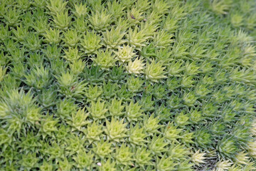 Green Abromeitiella chlorantha, short leaved succulent.