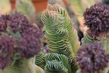 Green geometric Crassula, Buddha’s Temple, succulent.