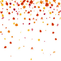 Autumn flying and falling leaves background with colorful seasonal foliage in red, orange, and yellow. Perfect for nature themes, seasonal sales, posters. Vector illustration