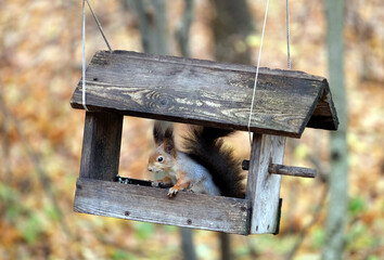 Red squirrel sits in the hanging feeder in the forest on the motley autumn blur background close up view