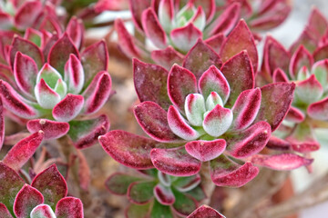 Green and red Echeveria pulvinata ‘Devotion’ succulent.