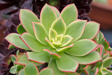 Green with pink edges, Echeveria ‘Luella’ succulent.