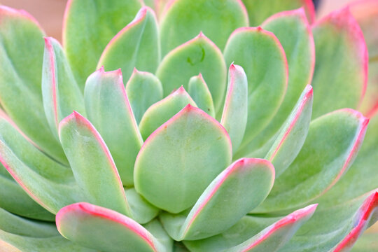 Green with pink edges, Echeveria &lsquo;Luella&rsquo; succulent.