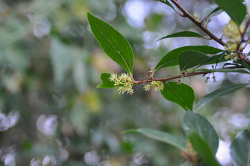 Obraz premium Xylosma congesta, an evergreen shrub or small tree with sharp thorns and glossy green leaves.