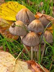 a family of mushrooms with a beetle in autumn leaves and on a green grass