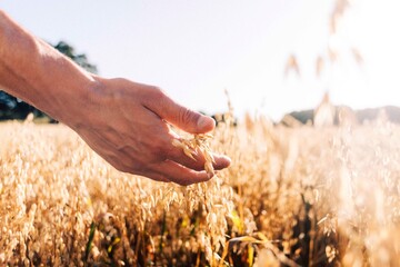 Hand of farmer touching wheat crop in farm