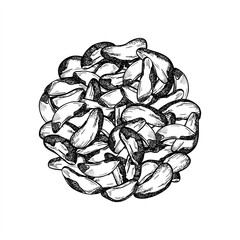 Monochrome Brazil nut round pile vector isolated illustration. Hand drawn peeled nuts realistic graphic round composition. Top view. Etching drawing of fresh organic healthy food for menu design