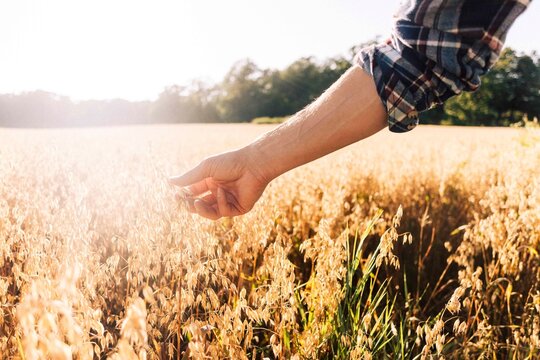 Hand of farmer examining crops at sunny day in farm