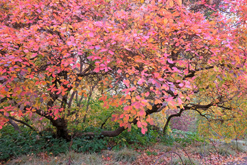 The pink and orange leaves of Cotinus coggygria,  Rhus cotinus, the European smoketree, Eurasian smoketree, or smoke bush, during the fall.