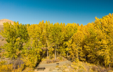Aerial view of beautiful Autumn colored trees in the desert near Reno Nevada.