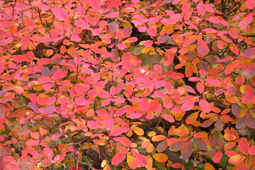 The pink and orange leaves of Cotinus coggygria,  Rhus cotinus, the European smoketree, Eurasian smoketree, or smoke bush, during the fall.