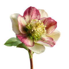A stunning close-up of a speckled pink and white hellebore flower with a prominent yellow center beautifully isolated against a dark black background