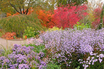 Pale purple Symphyotrichum turbinellum, also known as a purple prairie or smooth aster, in flower.