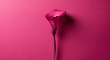 Burgundy Calla Lily Elegant Blossom on Colored Backdrop.
