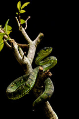 Green tree venomous snake with black background. It's a trimeresurus sumatranus. 