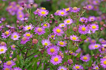 Obraz premium Purple Aster ageratoides 'ezo murasaki' in flower.