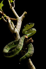 Green tree venomous snake with black background. It's a trimeresurus sumatranus. 