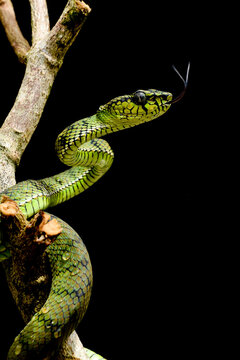 Green tree venomous snake with black background. It's a trimeresurus sumatranus. 